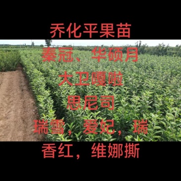 乔化苹果苗