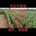 乔化苹果苗