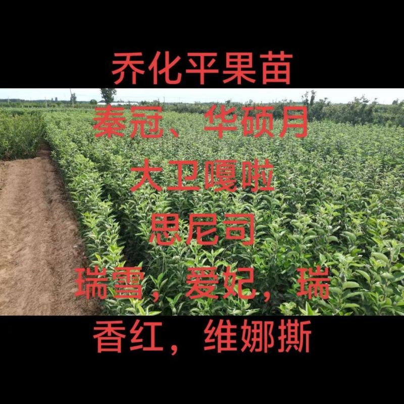乔化苹果苗