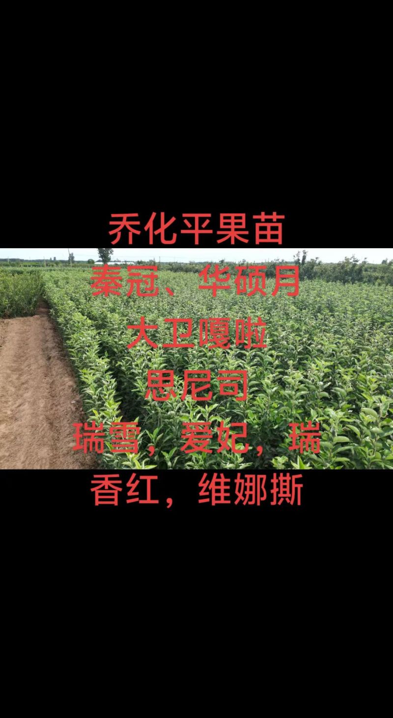 乔化苹果苗
