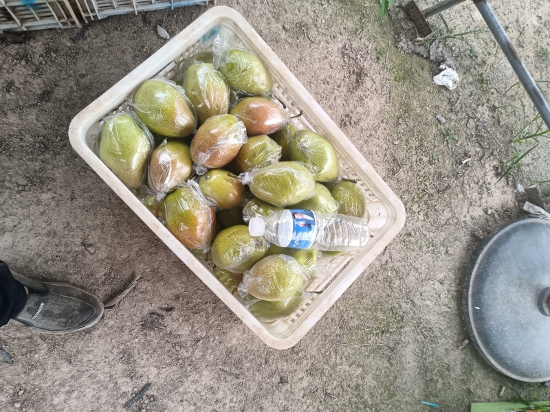 红香酥梨