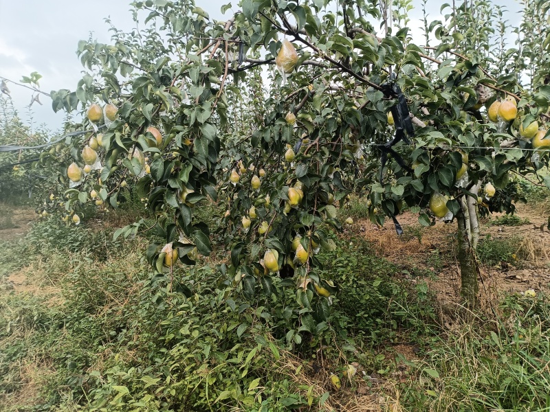 红香酥梨