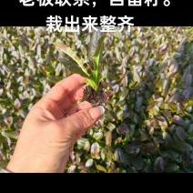 香笋苗