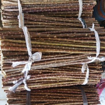 红柳签子大量有货需要速联系