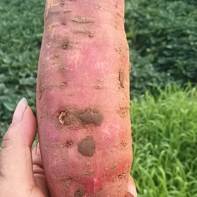 西瓜红薯
