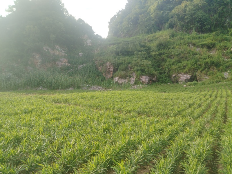 1000亩云南小黄姜，需要库存和种子的可以预定了