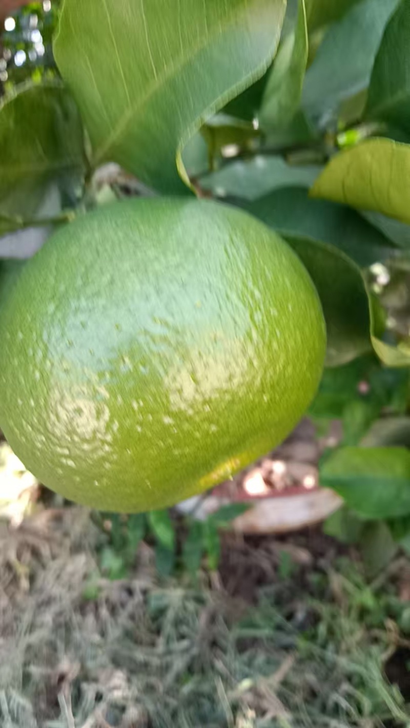 特早蜜桔/四川内江蜜桔/青皮蜜桔/酸甜蜜桔