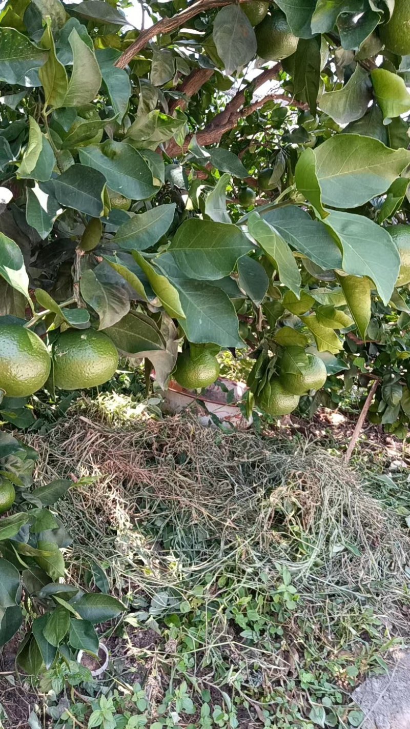 特早蜜桔/四川内江蜜桔/青皮蜜桔/酸甜蜜桔