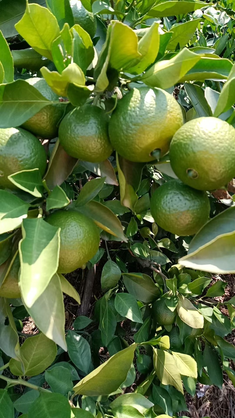 特早蜜桔/四川内江蜜桔/青皮蜜桔/酸甜蜜桔