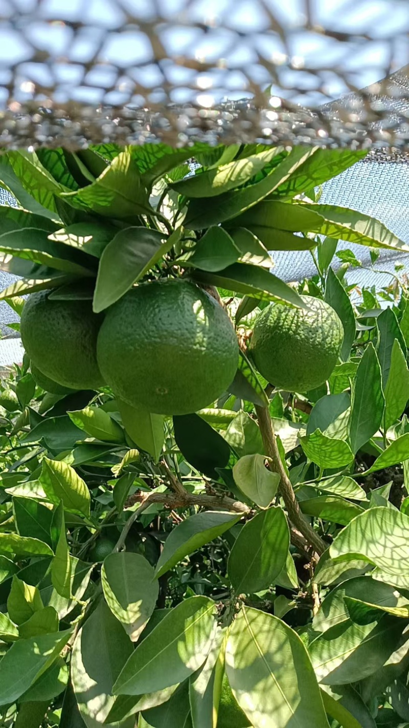特早蜜桔/四川内江蜜桔/青皮蜜桔/酸甜蜜桔