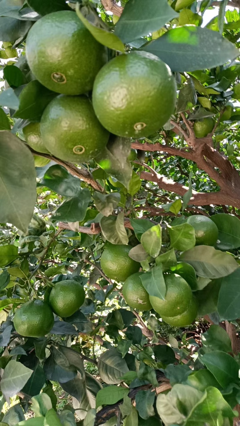 特早蜜桔/四川内江蜜桔/青皮蜜桔/酸甜蜜桔