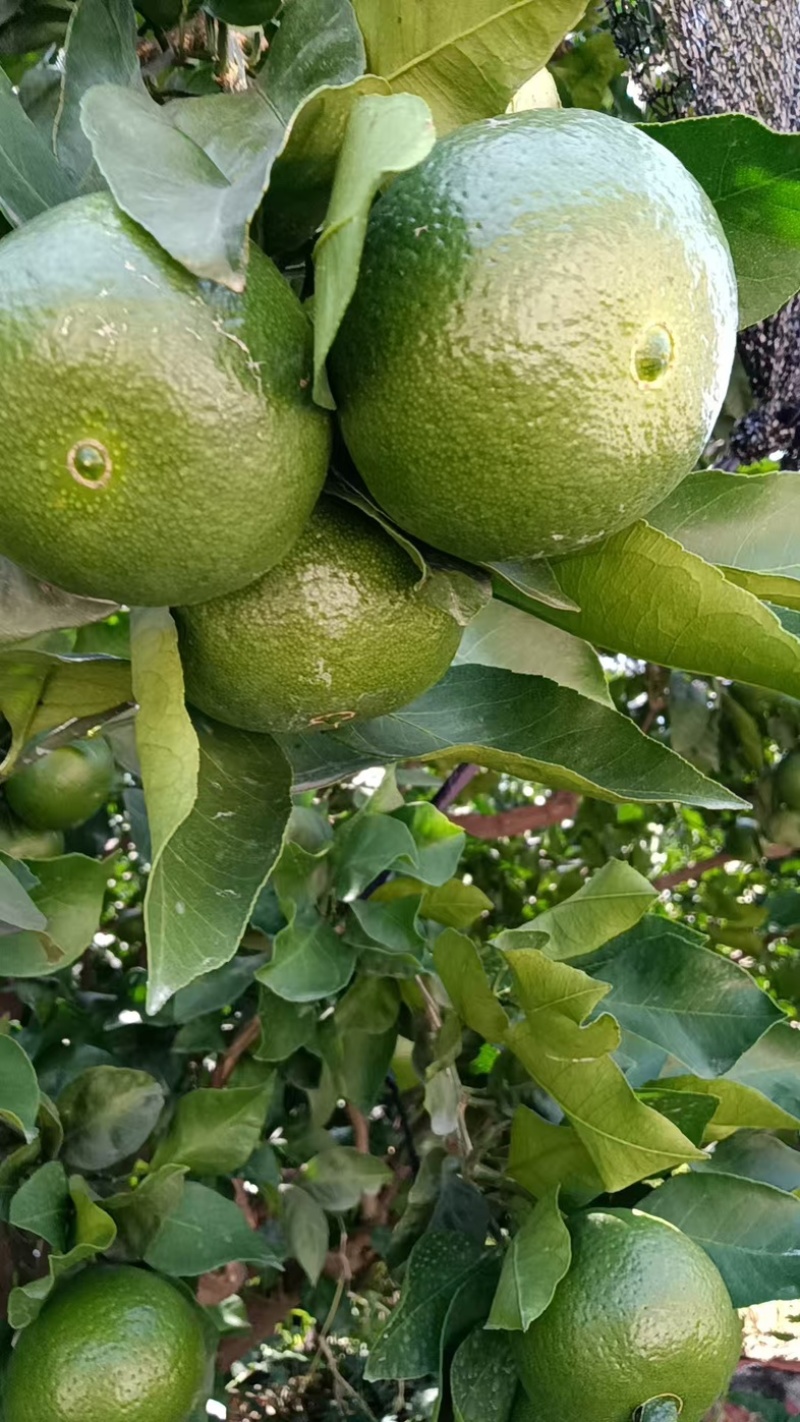 特早蜜桔/四川内江蜜桔/青皮蜜桔/酸甜蜜桔