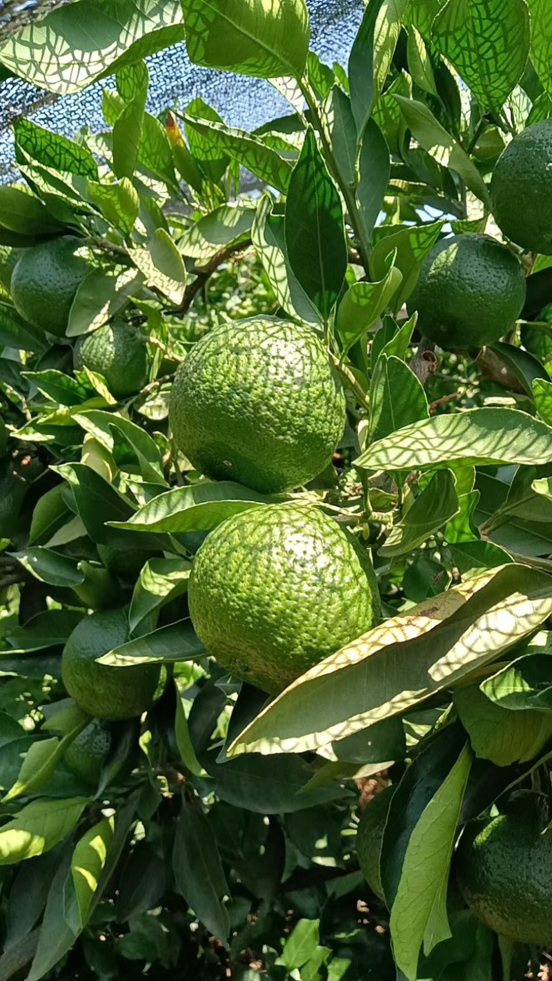 特早蜜桔/四川内江蜜桔/青皮蜜桔/酸甜蜜桔