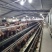 个体，蛋鸡淘汰鸡，10000只左右