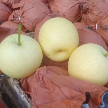黄冠梨