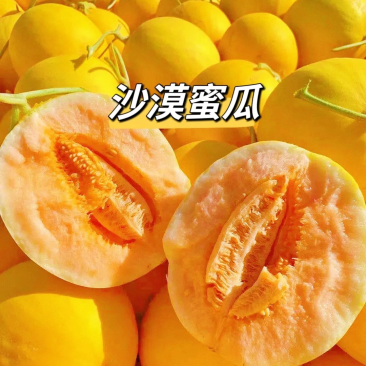 甘肃民勤蜜瓜