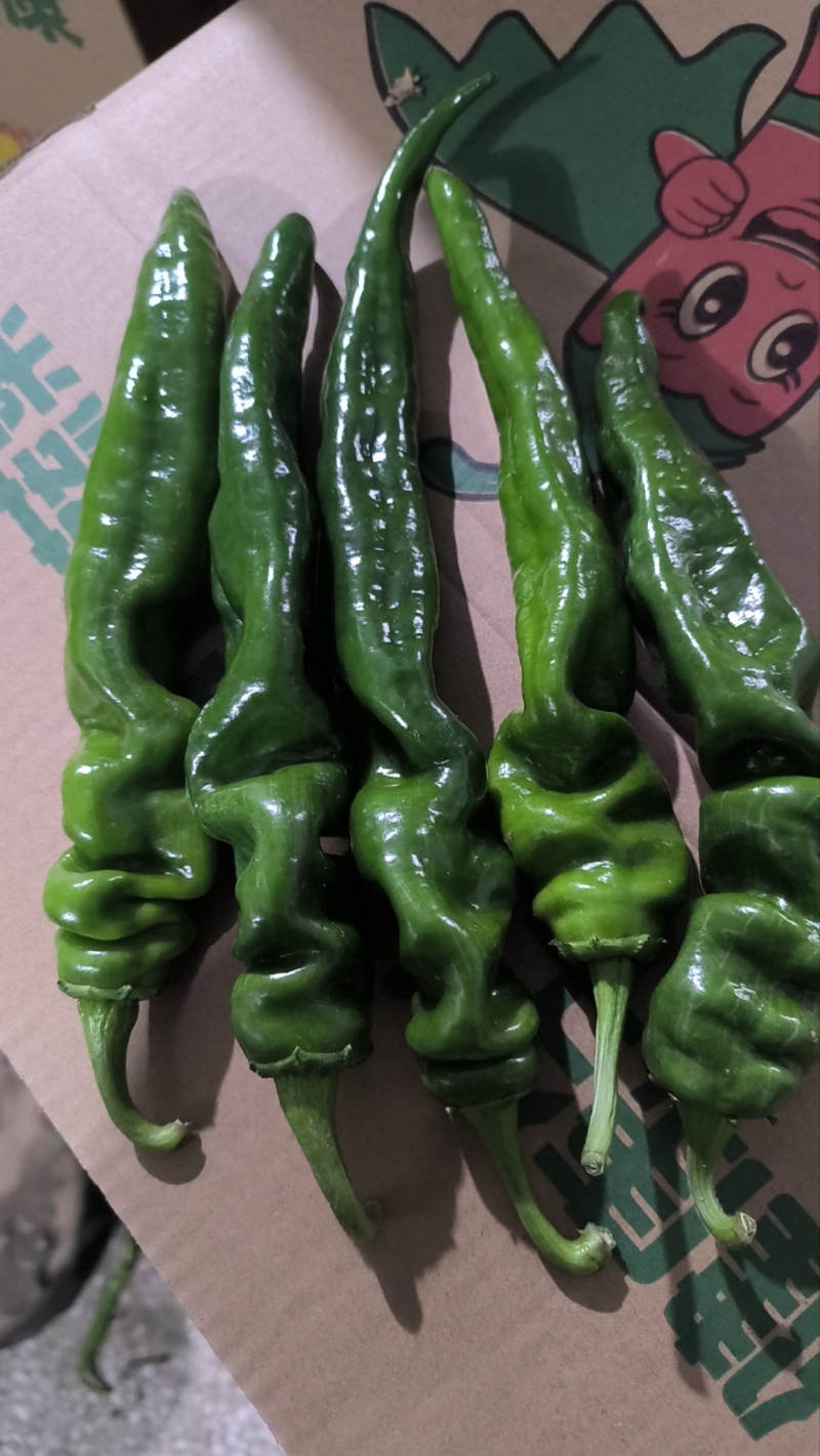 螺丝椒，博皮，青绿色希望全国各地客商前来采购