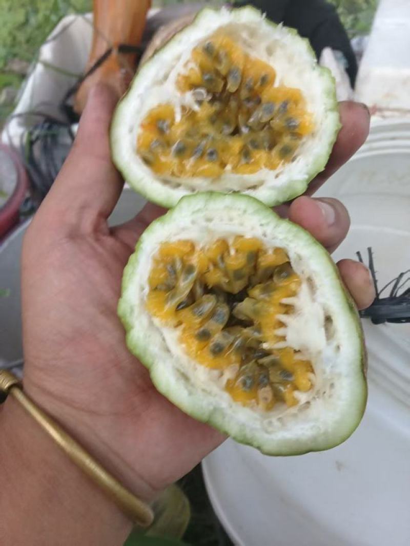 黄金百香果