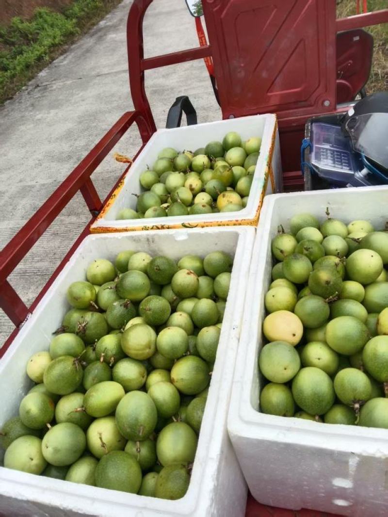 黄金百香果