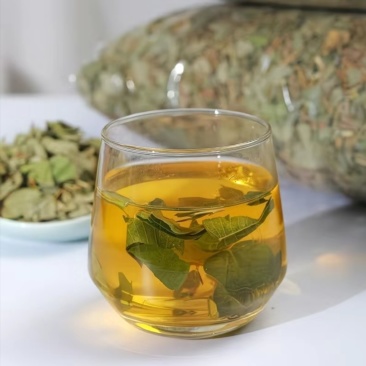 广西金钱草