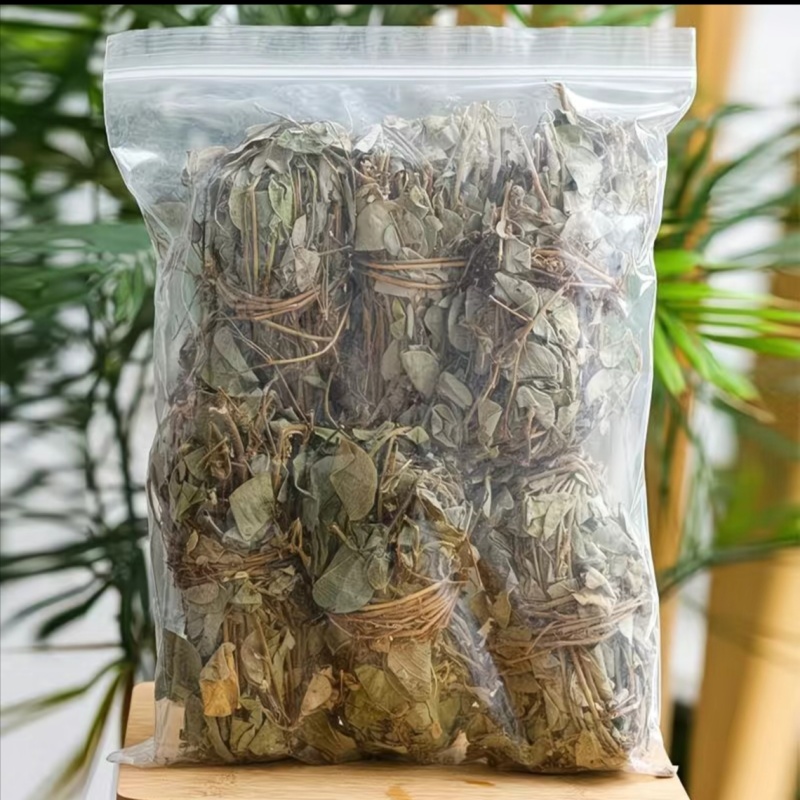 广西金钱草