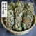 广西金钱草