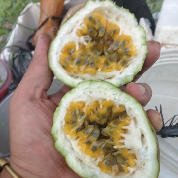 黄金百香果