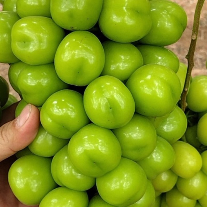 阳光玫瑰葡萄