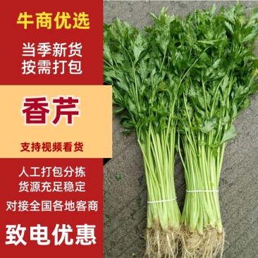 芹菜香芹，当季新货美味，量大从优，欢迎江浙沪皖来电订购！