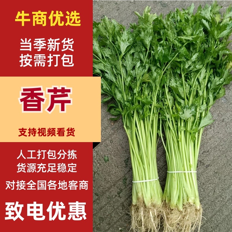 芹菜香芹，当季新货美味，量大从优，欢迎江浙沪皖来电订购！