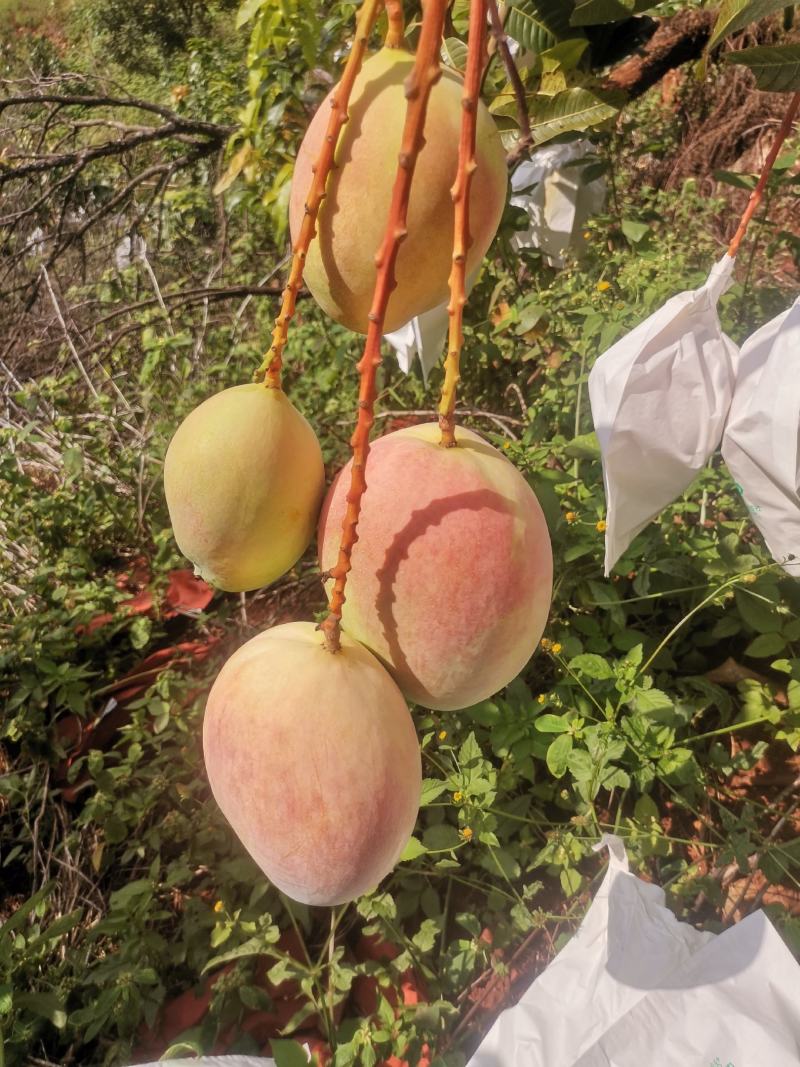 凯特芒果