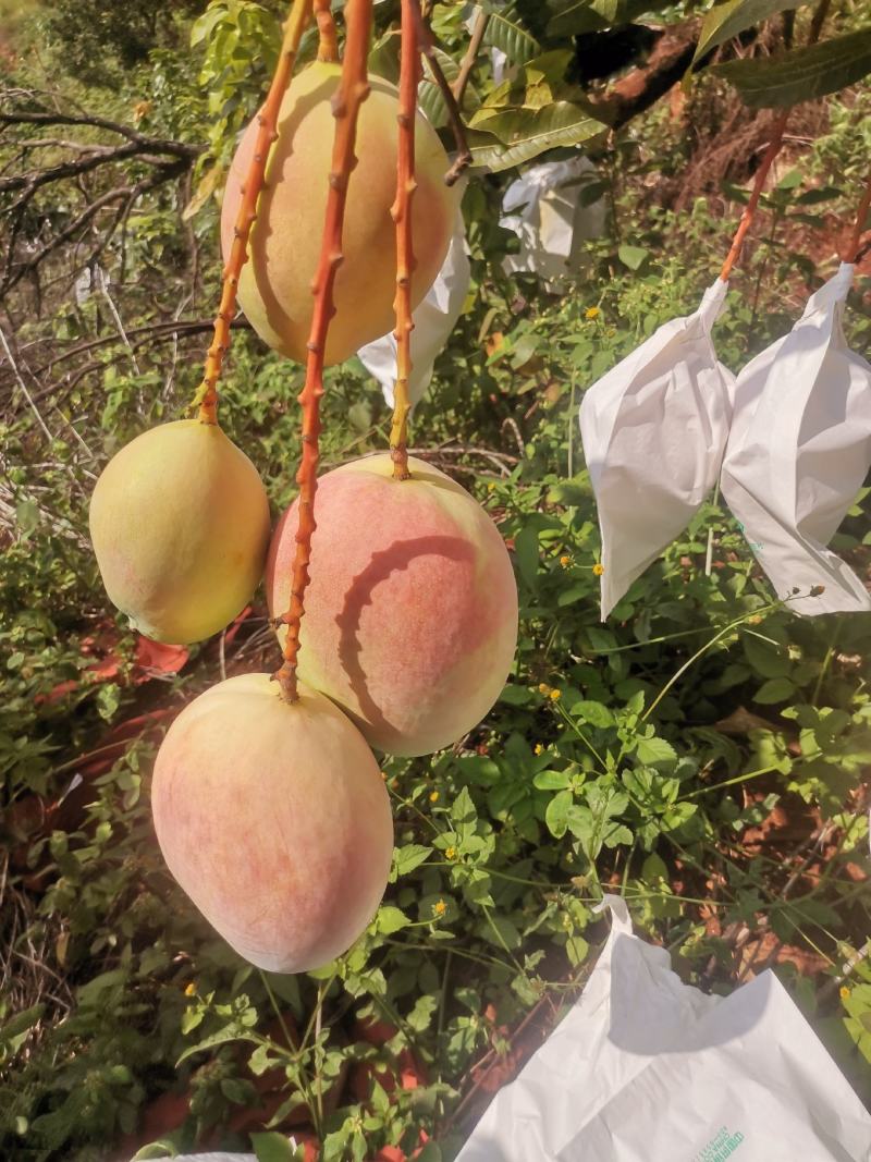 凯特芒果