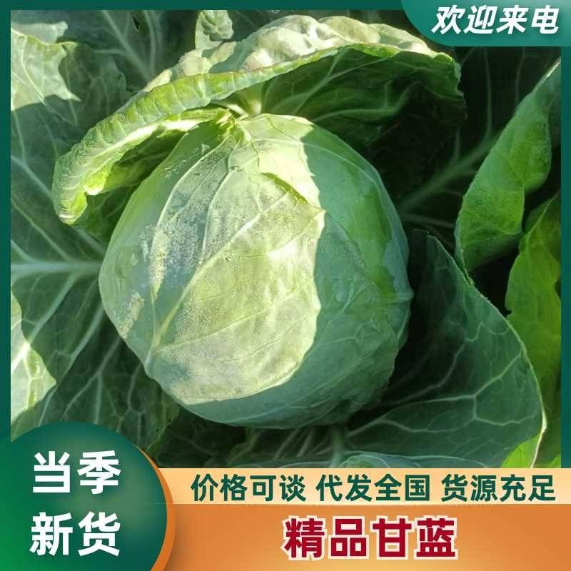 大量上市！优质甘蓝皮薄肉厚水分足批