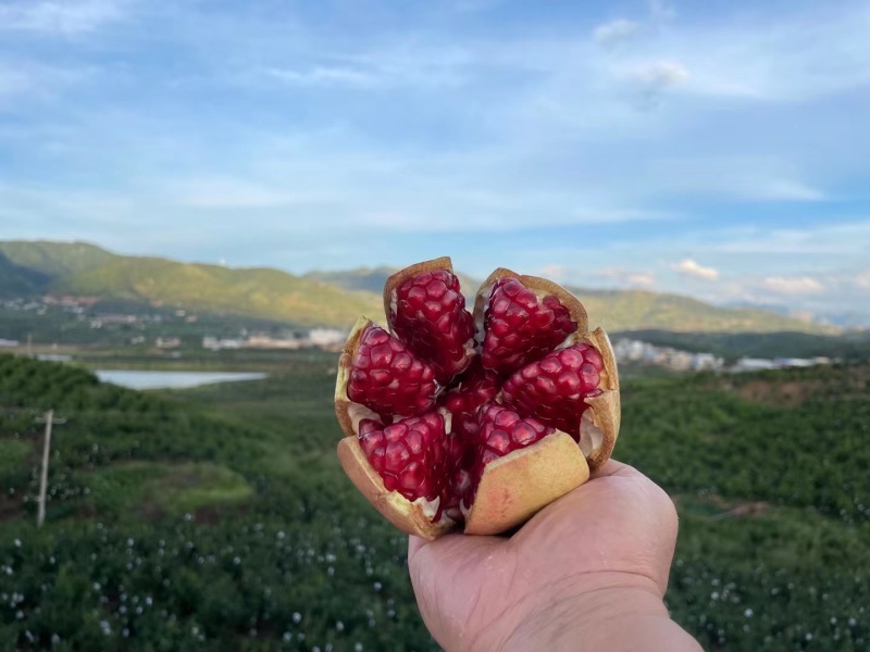 软籽石榴石榴突尼斯软籽石榴