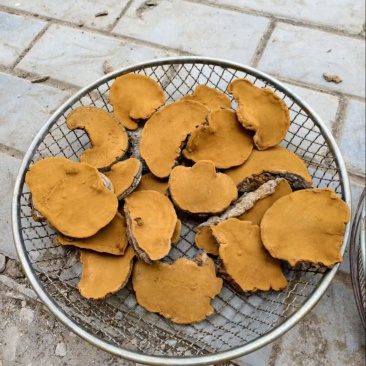 桑黄野生爆马丁桑黄颜色金黄干度好一手批发