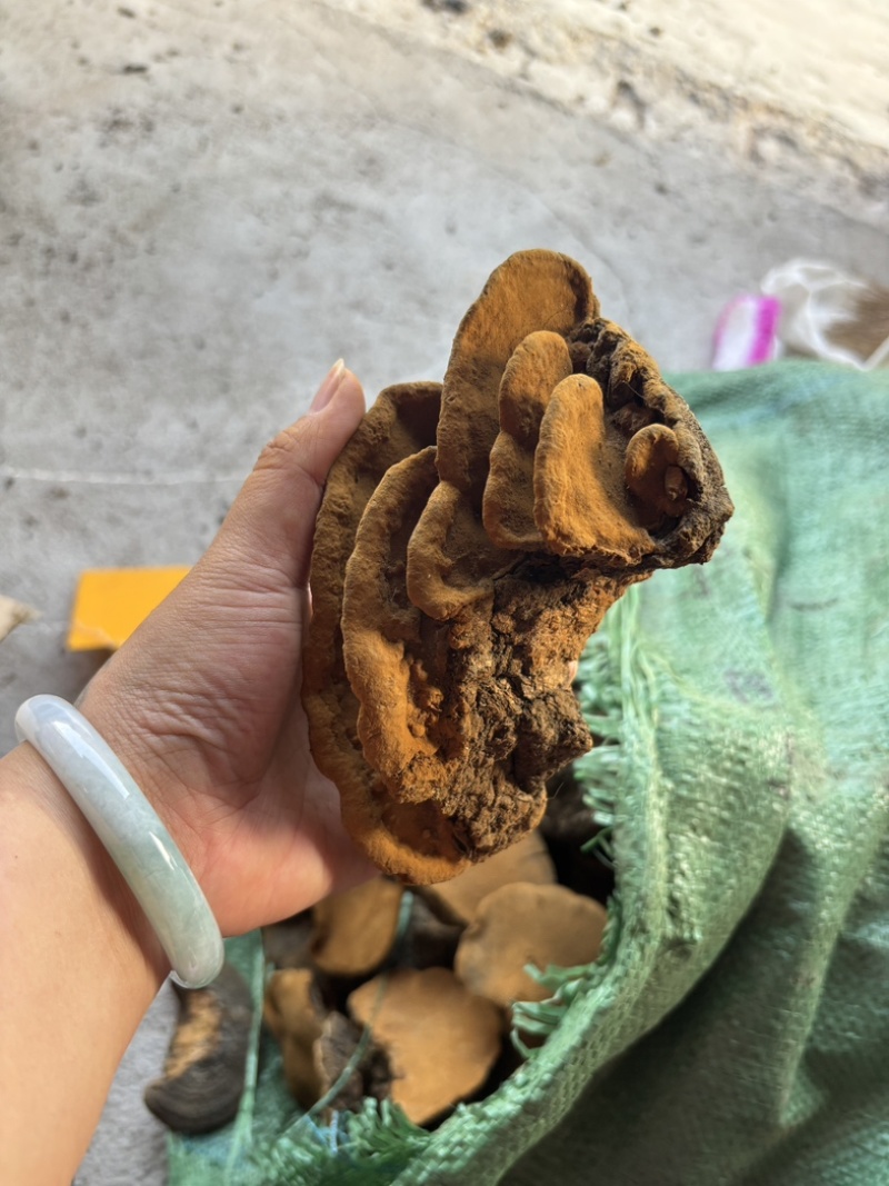 桑黄野生爆马丁桑黄颜色金黄干度好一手批发