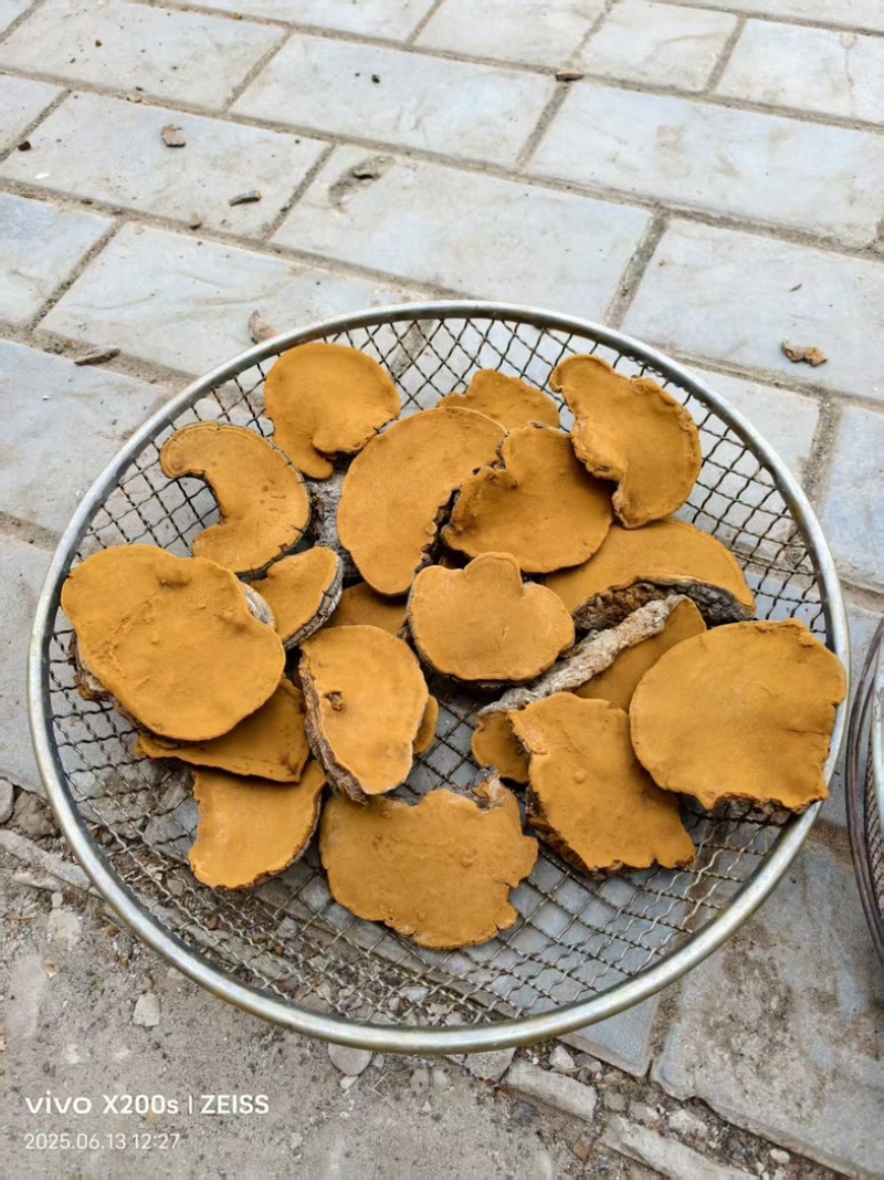 桑黄野生爆马丁桑黄颜色金黄干度好一手批发