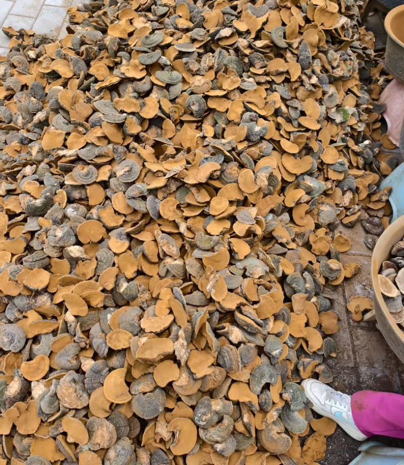 桑黄野生爆马丁桑黄颜色金黄干度好一手批发