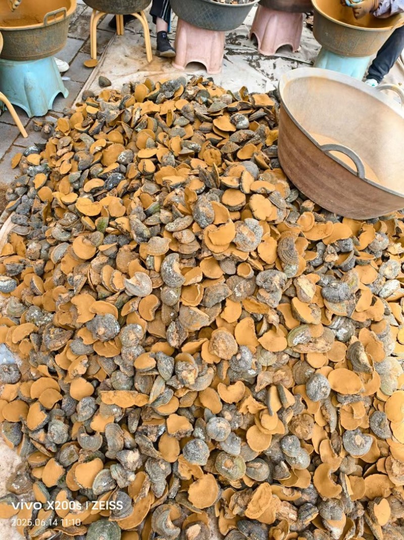 桑黄野生爆马丁桑黄颜色金黄干度好一手批发