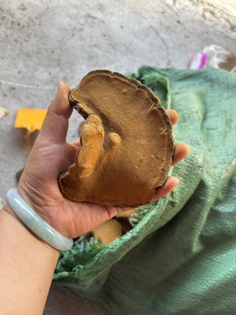 桑黄野生爆马丁桑黄颜色金黄干度好一手批发