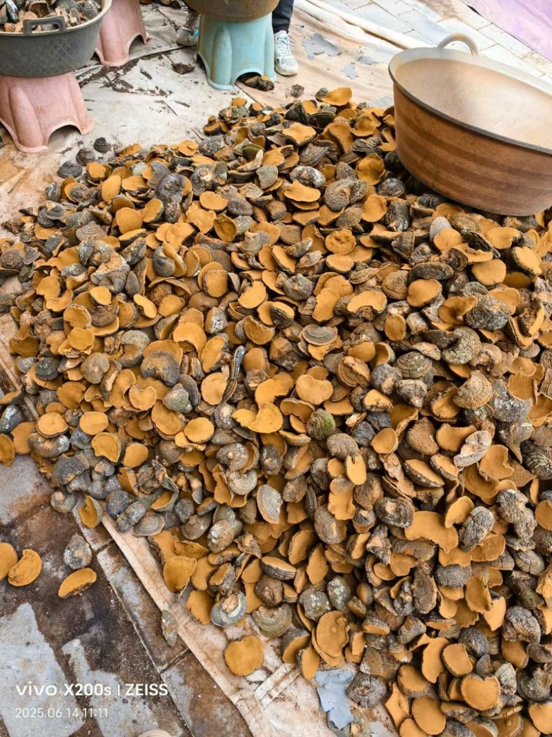 桑黄野生爆马丁桑黄颜色金黄干度好一手批发