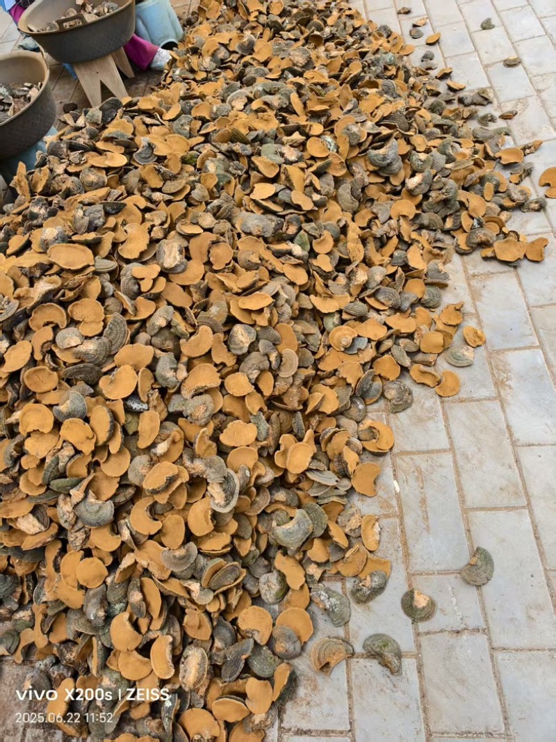桑黄野生爆马丁桑黄颜色金黄干度好一手批发