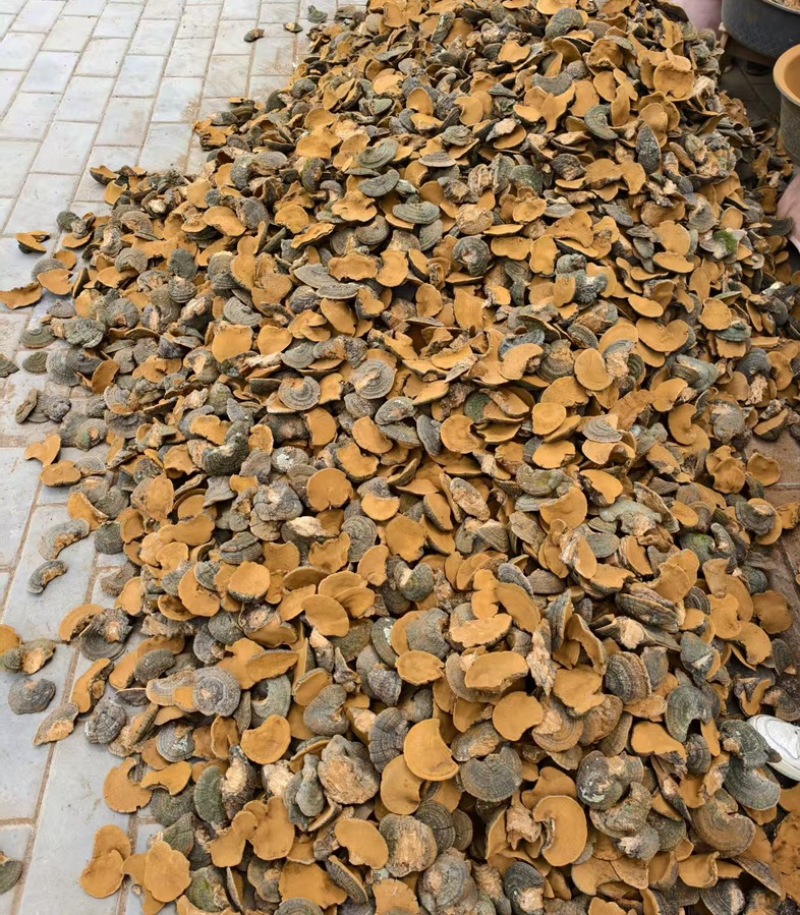 桑黄野生爆马丁桑黄颜色金黄干度好一手批发
