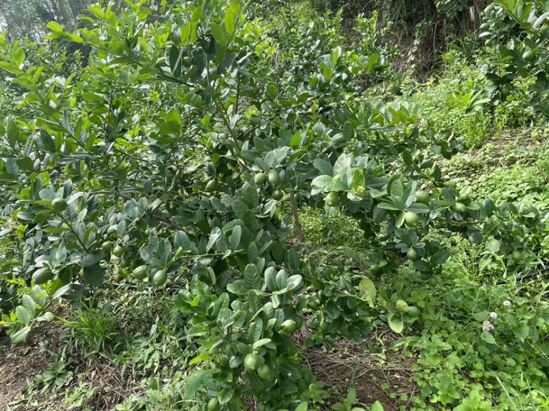广西博白香水柠檬产地直发大量现货供应欢迎来电咨询