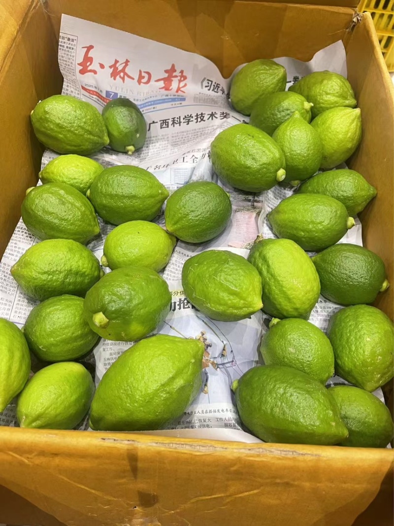 广西博白香水柠檬产地直发大量现货供应欢迎来电咨询