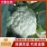 【基地直发·日摘日发】65天有机青梗松花菜花洁白甜脆无