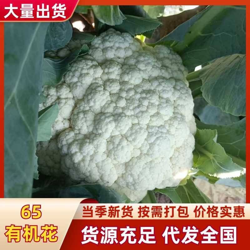 【基地直发·日摘日发】65天有机青梗松花菜花洁白甜脆无