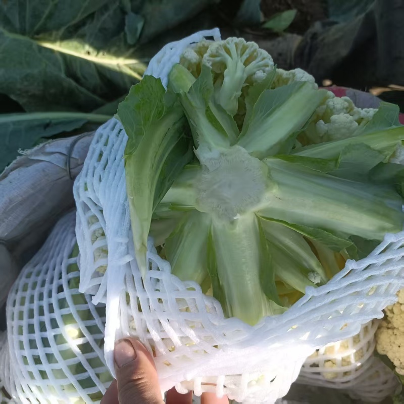 【基地直发·日摘日发】65天有机青梗松花菜花洁白甜脆无