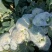 【基地直发·日摘日发】65天有机青梗松花菜花洁白甜脆无