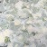 【基地直发·日摘日发】65天有机青梗松花菜花洁白甜脆无